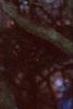 Pinus bungeana, bark