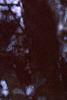 Pinus bungeana, bark