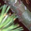 Pinus bungeana, bark