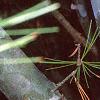 Pinus bungeana, bark