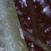 Pinus bungeana, bark