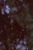 Pinus bungeana, bark
