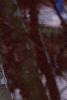 Pinus bungeana, bark