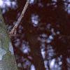 Pinus bungeana, bark
