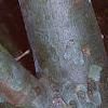 Pinus bungeana, bark