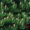 Pinus densiflora 'Low Glow', habit