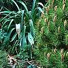 Pinus densiflora 'Low Glow', habit