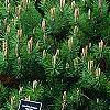 Pinus densiflora 'Low Glow', habit