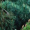 Pinus densiflora 'Low Glow', habit