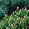 Pinus densiflora 'Low Glow', habit