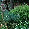 Pinus densiflora 'Low Glow', habit