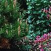 Pinus densiflora 'Low Glow', habit