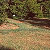 Pinus densiflora 'Oculis-draconis', habit