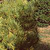Pinus densiflora 'Oculis-draconis', habit