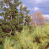 Pinus densiflora 'Oculis-draconis', habit