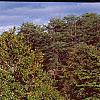 Pinus densiflora 'Oculis-draconis', habit