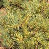 Pinus densiflora 'Oculis-draconis', habit