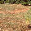 Pinus densiflora 'Oculis-draconis', habit