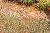 Pinus densiflora 'Oculis-draconis', habit