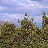 Pinus densiflora 'Oculis-draconis', habit