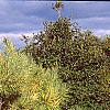 Pinus densiflora 'Oculis-draconis', habit