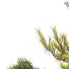 Pinus densiflora 'Oculis-draconis', habit