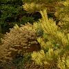 Pinus densiflora 'Oculis-draconis', habit