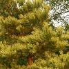 Pinus densiflora 'Oculis-draconis', habit