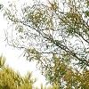 Pinus densiflora 'Oculis-draconis', habit