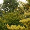 Pinus densiflora 'Oculis-draconis', habit