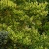 Pinus densiflora 'Oculis-draconis', habit
