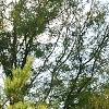 Pinus densiflora 'Oculis-draconis', habit