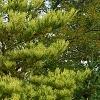 Pinus densiflora 'Oculis-draconis', habit