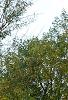 Pinus densiflora 'Oculis-draconis', habit