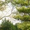 Pinus densiflora 'Oculis-draconis', habit