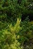 Pinus densiflora 'Oculis-draconis', habit