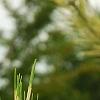 Pinus densiflora 'Oculis-draconis', leaves