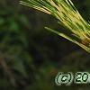 Pinus densiflora 'Oculis-draconis', leaves