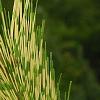 Pinus densiflora 'Oculis-draconis', leaves