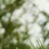Pinus densiflora 'Oculis-draconis', leaves