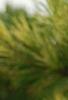 Pinus densiflora 'Oculis-draconis', leaves