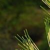 Pinus densiflora 'Oculis-draconis', leaves