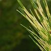 Pinus densiflora 'Oculis-draconis', leaves