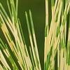 Pinus densiflora 'Oculis-draconis', leaves