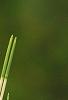 Pinus densiflora 'Oculis-draconis', leaves