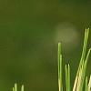 Pinus densiflora 'Oculis-draconis', leaves