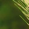 Pinus densiflora 'Oculis-draconis', leaves