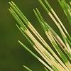Pinus densiflora 'Oculis-draconis', leaves