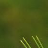 Pinus densiflora 'Oculis-draconis', leaves
