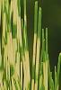 Pinus densiflora 'Oculis-draconis', leaves